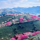 龙岩旅游 缩略图 6