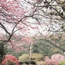 龙岩旅游 缩略图 10
