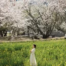 林芝旅游 缩略图 9