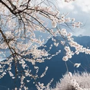 林芝旅游 缩略图 18