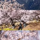 林芝旅游 缩略图 4