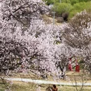 林芝旅游 缩略图 7