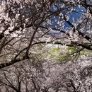 林芝旅游 缩略图 11