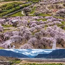 林芝旅游 缩略图 9