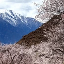 林芝旅游 缩略图 12