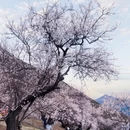林芝旅游 缩略图 3