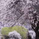 林芝旅游 缩略图 2
