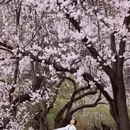 林芝旅游 缩略图 8