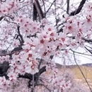 林芝旅游 缩略图 4