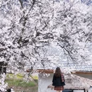 林芝旅游 缩略图 5