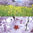 林芝旅游 缩略图 6