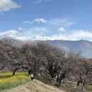 拉萨旅游 缩略图 4