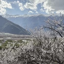 拉萨旅游 缩略图 7