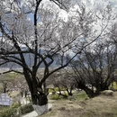 拉萨旅游 缩略图 12
