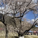 拉萨旅游 缩略图 15