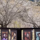 林芝旅游 缩略图 7