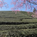 龙岩旅游 缩略图 5