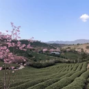 龙岩旅游 缩略图 9