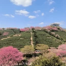 龙岩旅游 缩略图 8