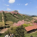 龙岩旅游 缩略图 7
