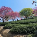 龙岩旅游 缩略图 4