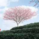 福州旅游 缩略图 4