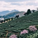 龙岩旅游 缩略图 8