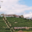 龙岩旅游 缩略图 7