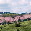 龙岩旅游 缩略图 9