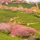 龙岩旅游 缩略图 15