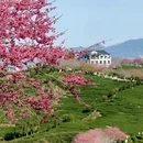 龙岩旅游 缩略图 15