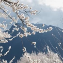 林芝旅游 缩略图 7