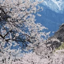 林芝旅游 缩略图 11