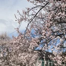 林芝旅游 缩略图 3