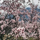 林芝旅游 缩略图 4