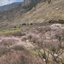 林芝旅游 缩略图 8