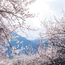 林芝旅游 缩略图 1