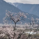 林芝旅游 缩略图 2