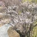 林芝旅游 缩略图 10