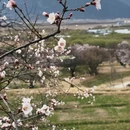 林芝旅游 缩略图 11