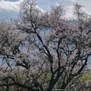 林芝旅游 缩略图 12