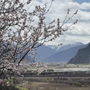 林芝旅游 缩略图 5