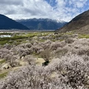 林芝旅游 缩略图 6