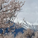 林芝旅游 缩略图 2