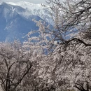 林芝旅游 缩略图 1