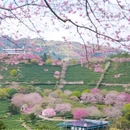 龙岩旅游 缩略图 15