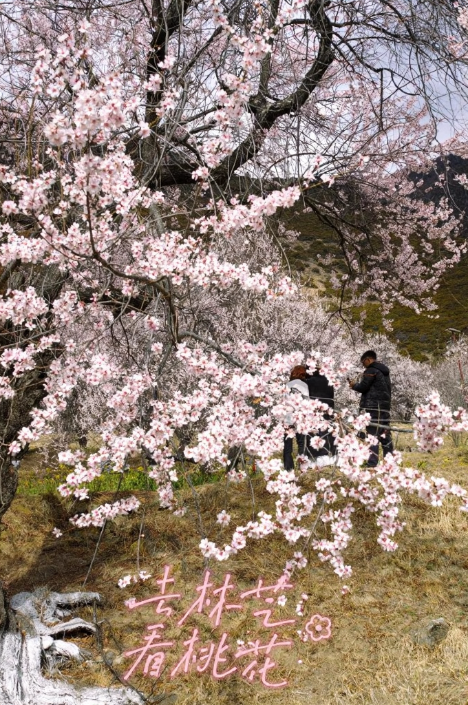 林芝旅游