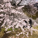 林芝旅游 缩略图 1