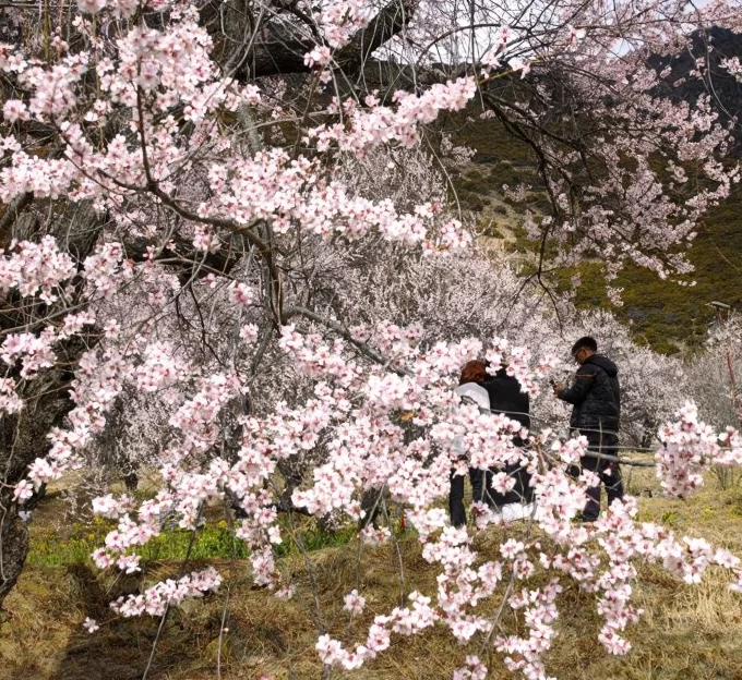 林芝旅游 1