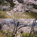 林芝旅游 缩略图 3